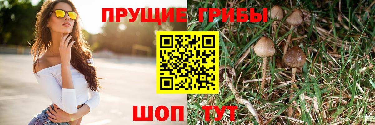 Псилоцибиновые грибы ЛСД Тара
