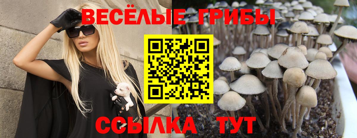 Тара  Псилоцибиновые грибы MAGIC MUSHROOMS  Вход с VPN  Галлюциногенные грибы Magic Shrooms 